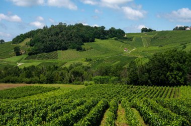 Fransa 'nın Jura kentindeki Chateau-Chalon kasabası yakınlarındaki yeşil tepe üzüm bağlarının panoramik manzarası