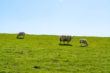 Bir grup yetişkin ve genç kuzu Hollanda 'nın Zeeland kentindeki çiftlikte çim otlatıyor.