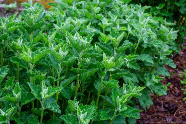 Botanik Koleksiyonu, tıbbi bitki Yazın yeşil althaea resmi