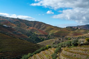Douro nehir vadisinde panoramik manzara ve renkli tepe merdivenleri sonbaharda üzüm bağları, Portekiz 'de şarap ve liman üretim endüstrisi terasları