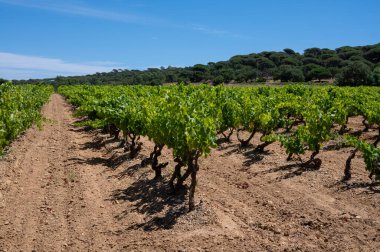 Güney Fransa 'nın Provence-Alpes-Cote d' Azur bölgesinde bulunan Var şubesindeki şarap imalatı, Temmuz ayında Saint-Tropez kasabası yakınlarındaki üzüm bağları, Cotes de Provence şarabı.