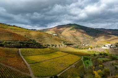 Douro nehir vadisinde panoramik manzara ve renkli tepe merdivenleri sonbaharda üzüm bağları, Portekiz 'de şarap ve liman üretim endüstrisi terasları