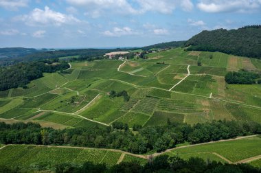 Fransa 'nın Jura kentindeki Chateau-Chalon kasabası yakınlarındaki yeşil tepe üzüm bağlarının panoramik manzarası