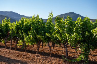Güney Fransa 'nın Provence-Alpes-Cote d' Azur bölgesinde şarap üretimi var, Temmuz ayında Saint-Tropez kasabası yakınlarında yeşil üzüm bağları, Cotes de Provence şarabı.
