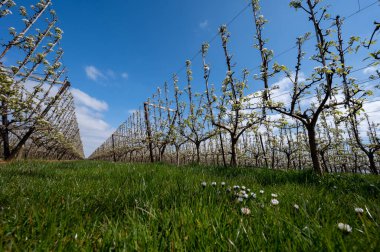 Hollanda 'da organik tarım, Zeeland' deki meyve bahçelerinde çiçek açan armut ağaçları..