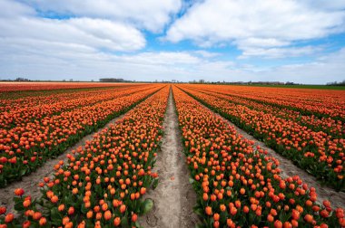 Lale soğanları üretim endüstrisi, Hollanda 'da bahar çiçeklerinde renkli lale çiçekleri tarlaları