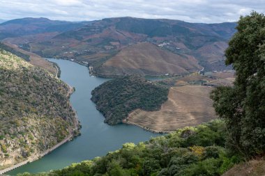 Douro nehir vadisinde panoramik manzara ve renkli tepe merdivenleri sonbaharda üzüm bağları, Portekiz 'de şarap ve liman üretim endüstrisi terasları
