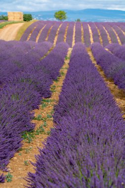 Fransa 'nın güneyinde turistik bir yer, Temmuzda Valensole, Provence platosunda çiçek açan renkli lavanta ve lavanta tarlaları..
