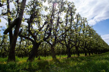 Hollanda 'da organik tarım, Zeeland' deki meyve bahçelerinde çiçek açan armut ağaçları..