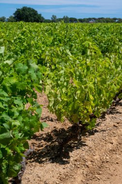 Güney Fransa 'nın Provence-Alpes-Cote d' Azur bölgesinde bulunan Var şubesindeki şarap imalatı, Temmuz ayında Saint-Tropez kasabası yakınlarındaki üzüm bağları, Cotes de Provence şarabı.