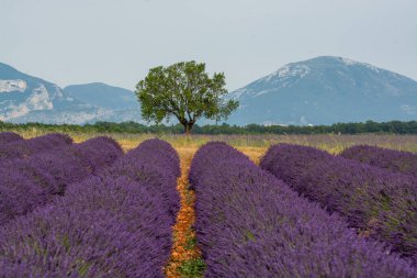 Fransa 'nın güneyinde turistik bir yer, Temmuzda Valensole, Provence platosunda çiçek açan renkli lavanta ve lavanta tarlaları..