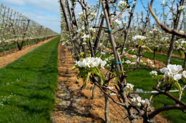 Hollanda 'da organik tarım, Zeeland' deki meyve bahçelerinde çiçek açan armut ağaçları..