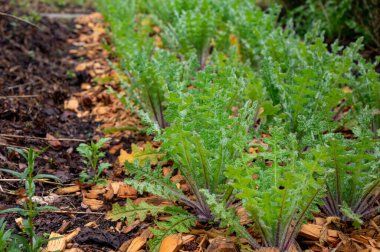Botanik koleksiyonu, Knicus benedictus veya yazın başında bahçede yetişen kutsal devedikeni bitkisi.