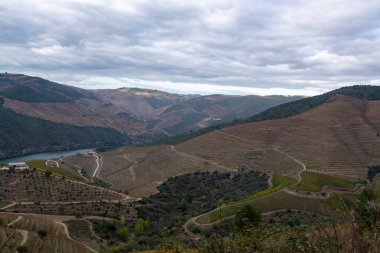 Douro nehir vadisinde panoramik manzara ve renkli tepe merdivenleri sonbaharda üzüm bağları, Portekiz 'de şarap ve liman üretim endüstrisi terasları