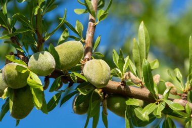 Yazın ağaçta olgunlaşan yeşil badem fındıkları, Provence, Fransa 'da badem fındığı ekimi