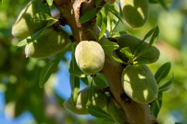 Yazın ağaçta olgunlaşan yeşil badem fındıkları, Provence, Fransa 'da badem fındığı ekimi