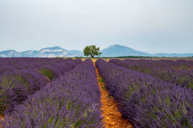 Fransa 'nın güneyinde turistik bir yer, Temmuzda Valensole, Provence platosunda çiçek açan renkli lavanta ve lavanta tarlaları..