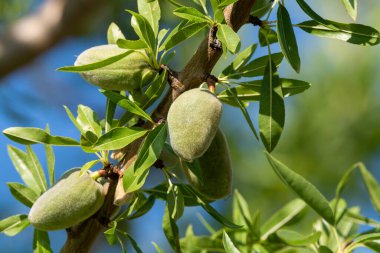 Yazın ağaçta olgunlaşan yeşil badem fındıkları, Provence, Fransa 'da badem fındığı ekimi