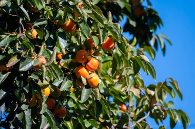 Hurma ağaçları olgunlaşmış portakal meyveleri hasat etmeye hazır.