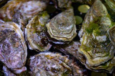 Canlı creuse istiridye filtresi, akan suyu kapatın.