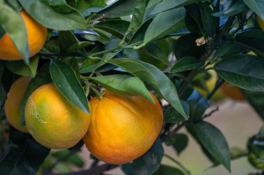 Sarı portakallı turunçgil meyvesi. Bahçedeki portakal ağacına asılmış.