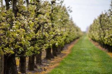 Hollanda 'da organik tarım, Zeeland' deki meyve bahçelerinde çiçek açan armut ağaçları..
