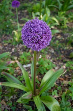 Botanik koleksiyonu, süs bahçesi çiçekleri Alllium, soğan soğanı.
