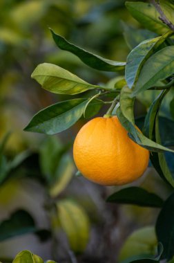 Sarı portakallı turunçgil meyvesi. Bahçedeki portakal ağacına asılmış.
