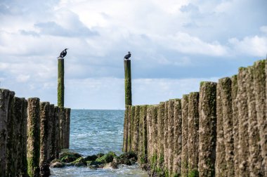 Hollanda, Zoutelande yakınlarındaki beyaz kumlu kuzey sahillerindeki tahta kutuplara bakın.