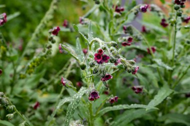 Botanik koleksiyonu, cynoglossum officinale ya da kırmızı çiçekli köpek dili bitkisi