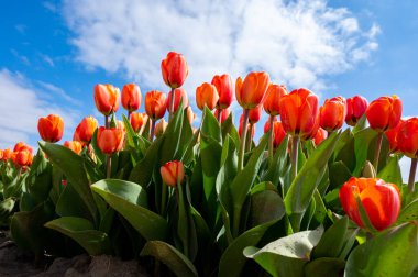 Lale soğanları üretim endüstrisi, Hollanda 'da bahar çiçeklerinin açtığı kırmızı lale çiçekleri manzarası