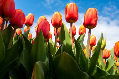 Lale soğanları üretim endüstrisi, Hollanda 'da bahar çiçeklerinin açtığı kırmızı lale çiçekleri manzarası