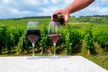 Şarap garsonu veya şarap garsonu Grand Cru pinot noir üzüm bağlarından şarap dolduruyor, Burgundy Cote de Nuits şarap bölgesindeki yeşil üzüm bağlarını görüyor ve şarap içiyor.