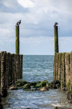 Hollanda, Zoutelande yakınlarındaki beyaz kumlu kuzey sahillerindeki tahta kutuplara bakın.