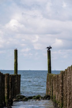 Hollanda, Zoutelande yakınlarındaki beyaz kumlu kuzey sahillerindeki tahta kutuplara bakın.