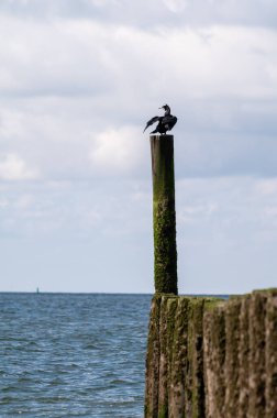 Hollanda, Zoutelande yakınlarındaki beyaz kumlu kuzey sahillerindeki tahta kutuplara bakın.
