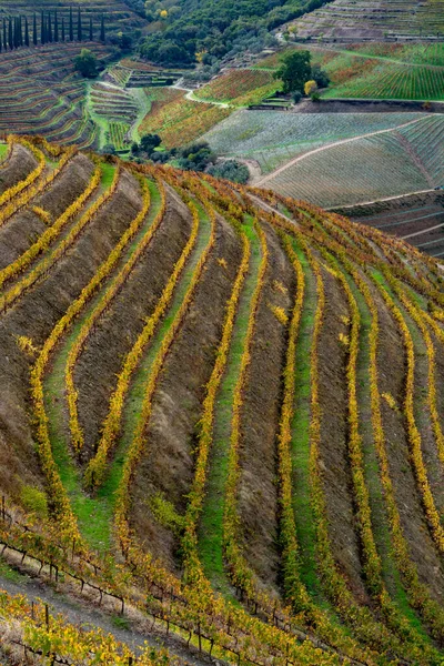 Panoramatický Výhled Údolí Řeky Douro Barevné Kopcovité Schodiště Schody Terasovité — Stock fotografie