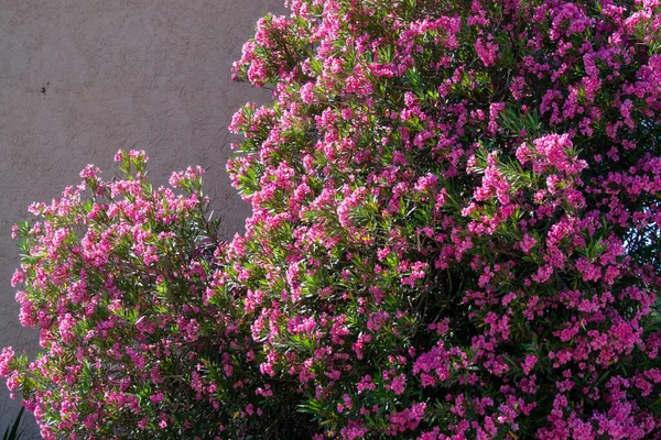 Summer Blossom Pink Oleander Plants Nature Background — Stock Photo, Image