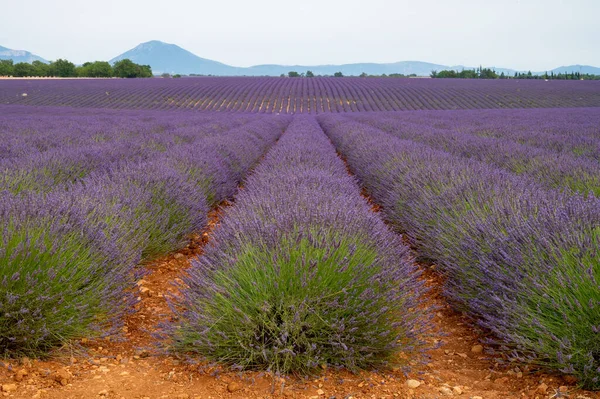 Destino Turístico Sul França Lavanda Aromática Colorida Campos Lavanda Flor — Fotografia de Stock