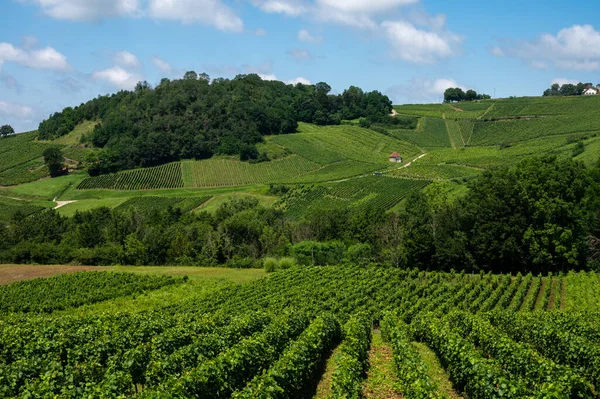 Panoramisch Uitzicht Groene Heuvelachtige Wijngaarden Nabij Wijndorp Chateau Chalon Regio — Stockfoto