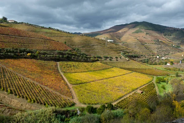 Panoramatický Výhled Údolí Řeky Douro Barevné Kopcovité Schodiště Schody Terasovité — Stock fotografie