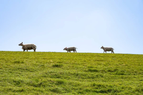 Grupo Corderos Adultos Jóvenes Que Pastan Pasto Granulado Una Granja — Foto de Stock