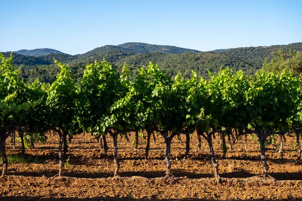 프랑스 남동부 프로방스 지역의 주에서 와인을 만드는 월에는 생트로 근처의 — 스톡 사진