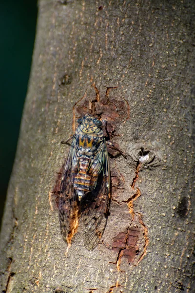 Símbolo Provenza Insecto Adulto Cigarra Orni Sienta Primer Plano Del —  Fotos de Stock