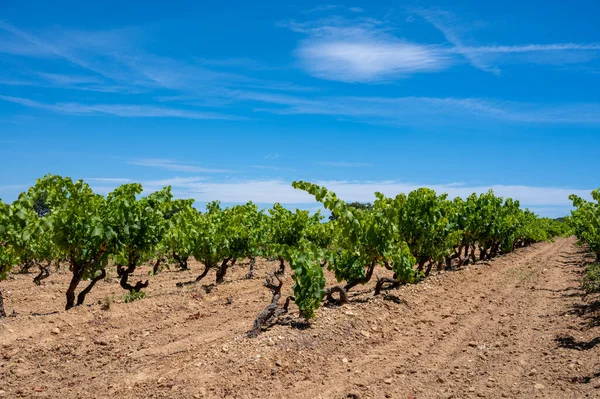 Elaboración Vinos Departamento Var Provenza Alpes Costa Azul Región Del —  Fotos de Stock