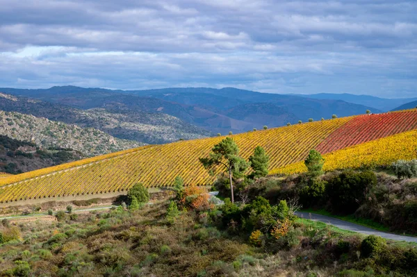 Vista Panoramica Sulla Valle Del Fiume Douro Colorate Scale Collinari — Foto Stock