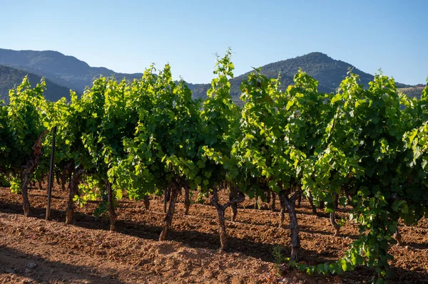 Wijn Maken Het Departement Var Provence Alpes Cote Azur Zuidoost — Stockfoto