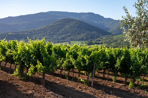 Vintillverkning Departementet Var Provence Alpes Cote Azur Sydöstra Frankrike Vingårdar — Stockfoto