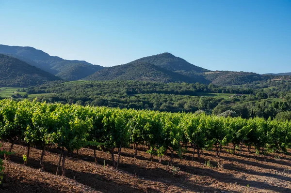 Vinařství Departementu Var Regionu Provence Alpes Cote Azur Jihovýchodní Francie — Stock fotografie