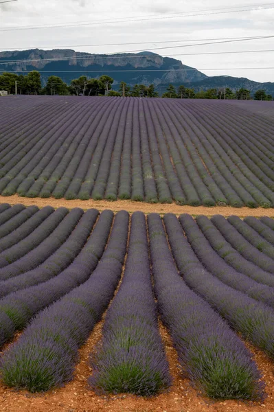 프랑스 남부의 목적지 프로방스 고원의 아름다운 향기의 라벤더와 — 스톡 사진